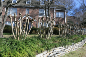 Crape Myrtle Pruning