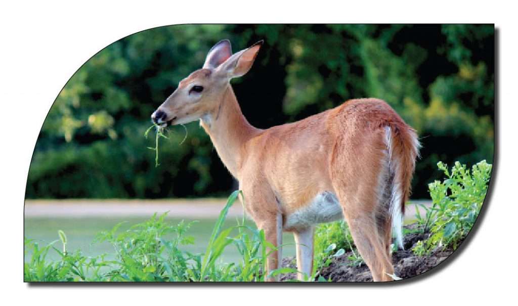 deer eating