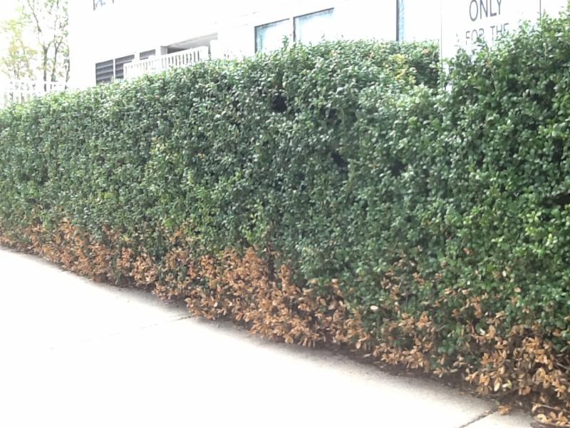 Salt Damage On Evergreen Shrubs