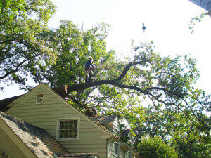 Tree Fell On Roof