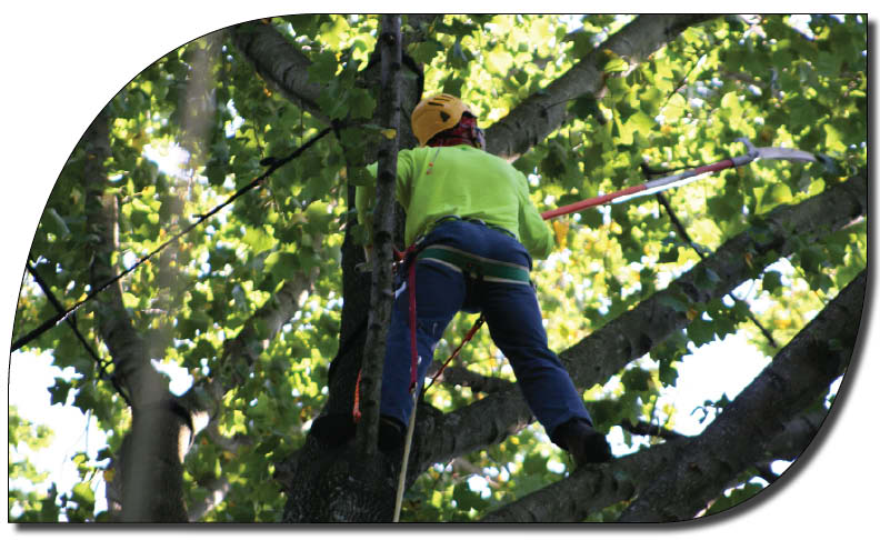 man pruning a tree with long pole