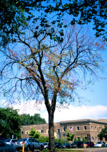 Dutch elm disease affecting an elm tree.