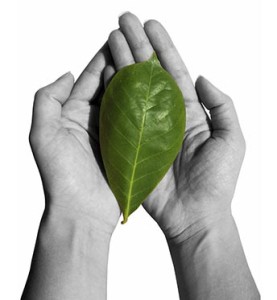 hand holding green leaf 344x373