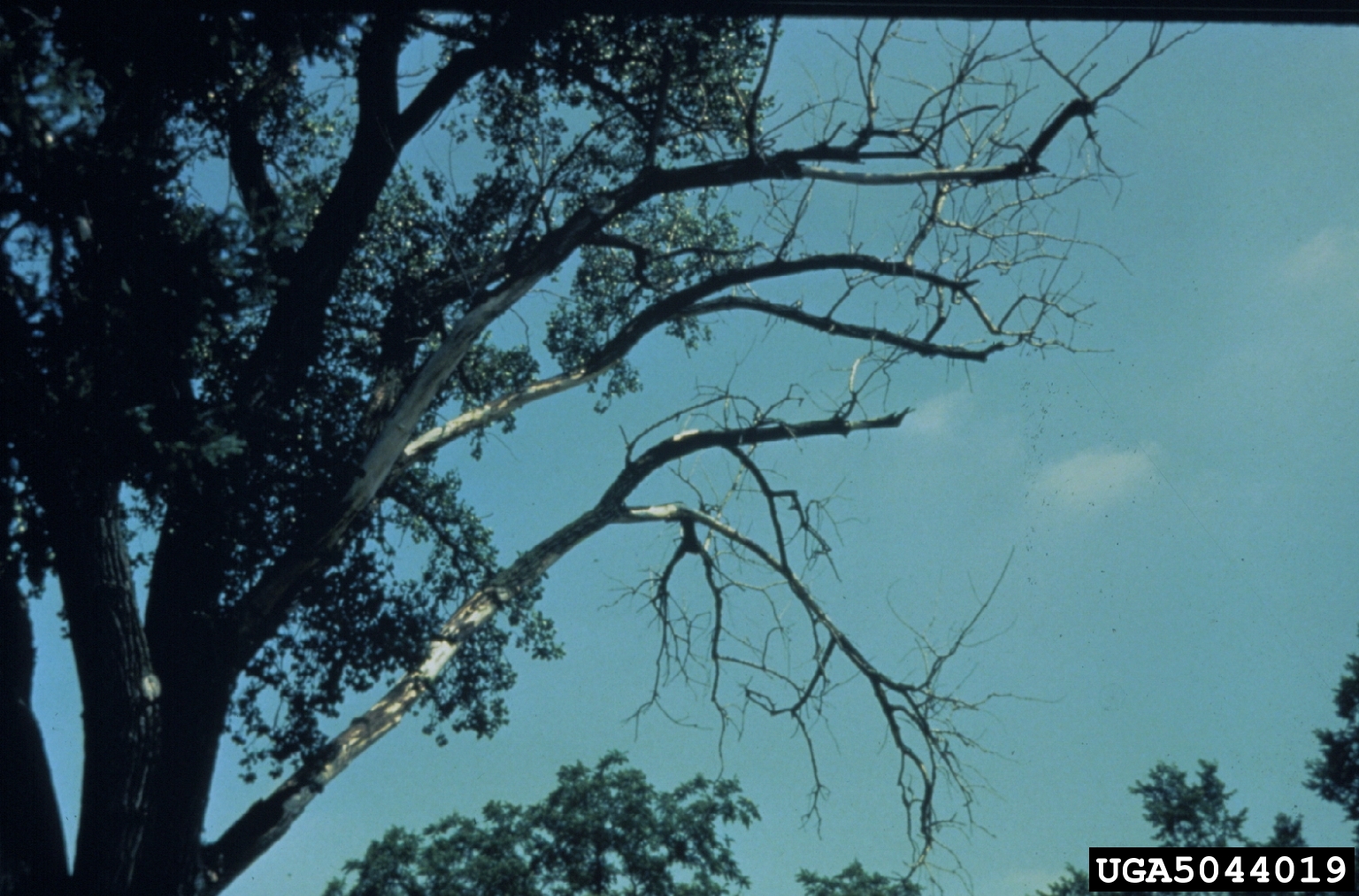 Deadwood From Winter Damage