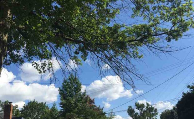 trees by powerlines