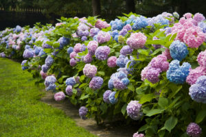pruning shrubs 3