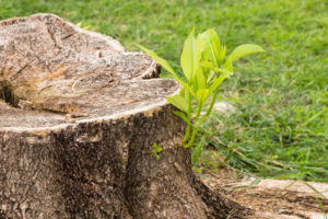 Tree Stump Removal 1