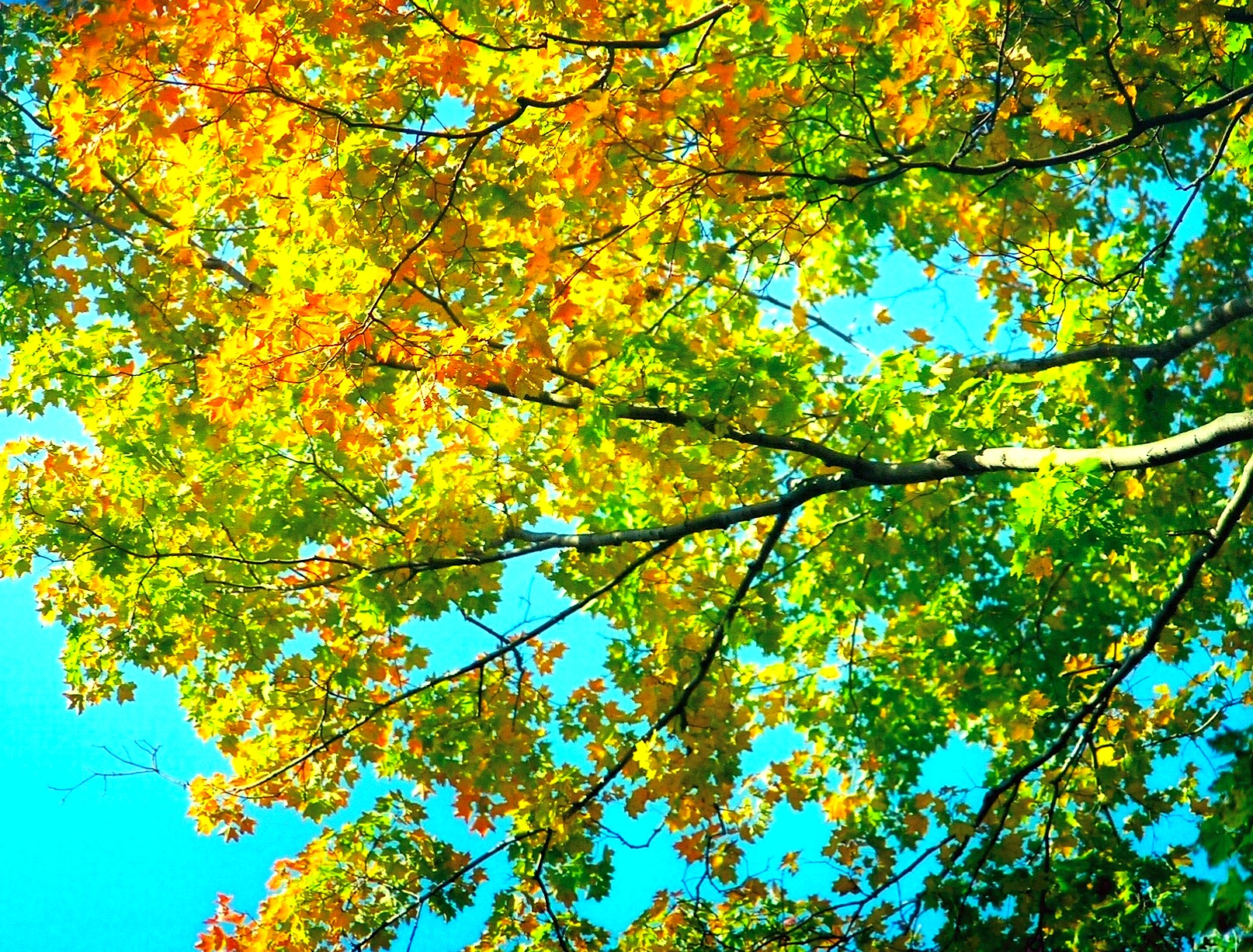 Early Fall Foliage