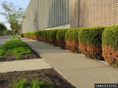 Rock Salt Damage On shrubs
