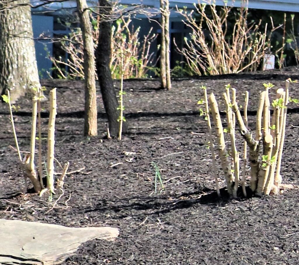 Not properly pruned, topped and short crepe myrtle trees found in Falls Church, Virginia