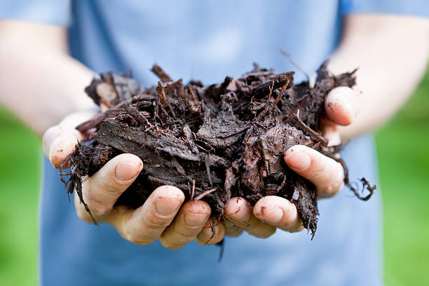 Importance Of Proper Mulching