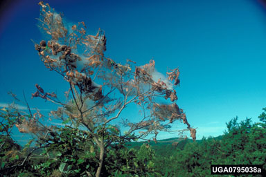 Fall Webworm - Webbing In Tree