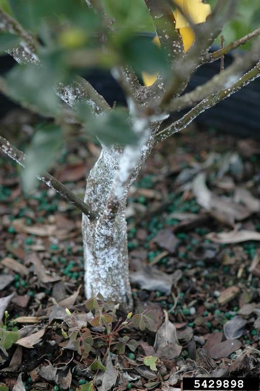 White-Prunicola-Scale