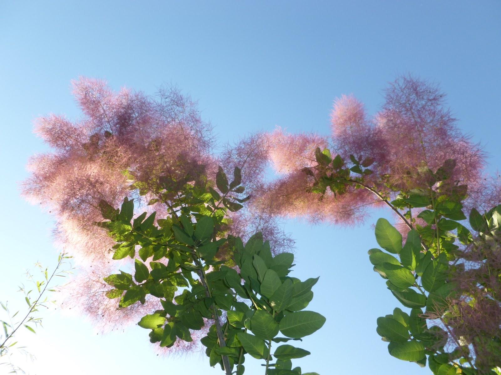 Small-Trees-Smoketree