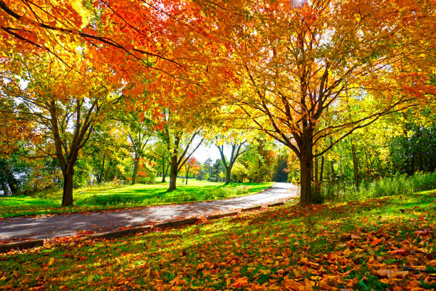 guide to fall color
