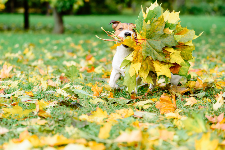 7 reasons to be thankful for trees