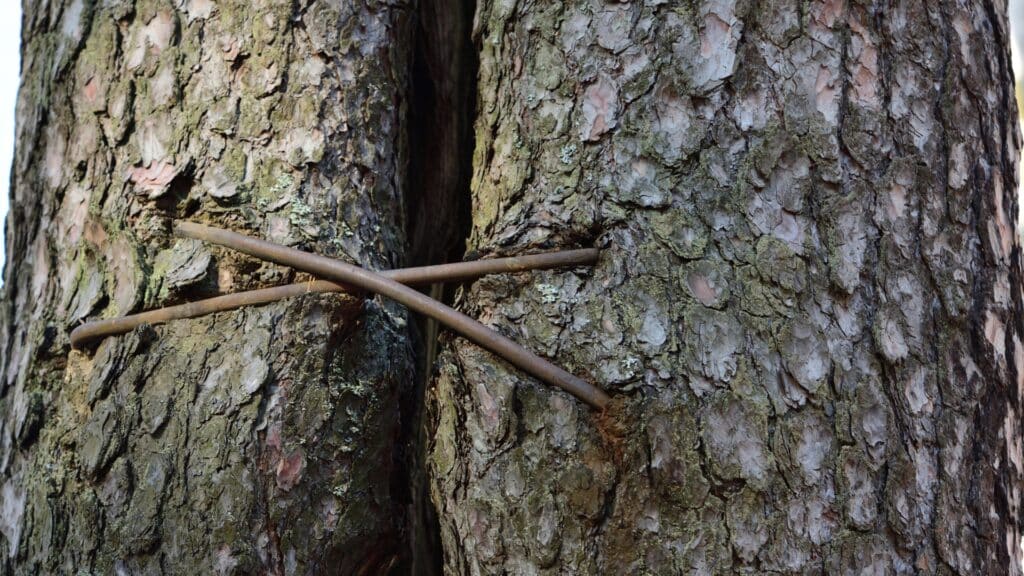 Damaged Tree Growth Solutions Do Nails Screws or Staples Hurt Trees RTEC Treecare
