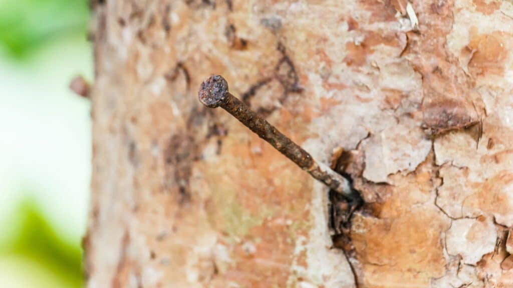 Do Nails Screws or Staples Hurt Trees RTEC Treecare