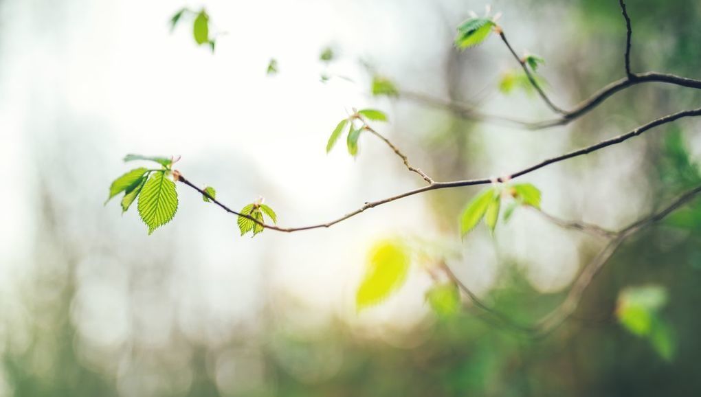 when do tree leaves come back