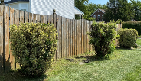 sheared shrubs trimmed