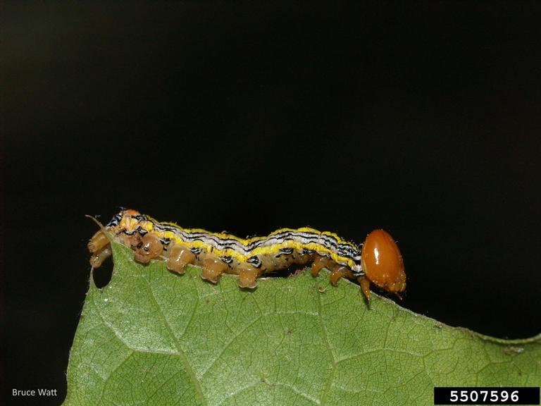 red-humped oakworm caterpillar tree bug late summer