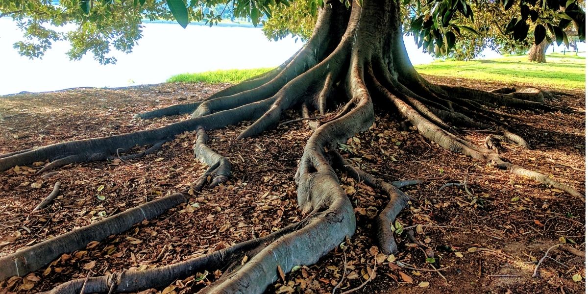roots of tree possible soil compaction