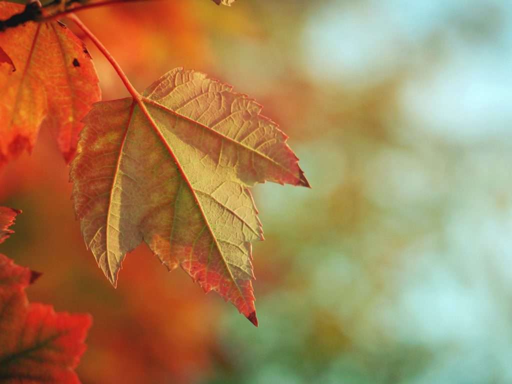 Beautiful Fall Foliage