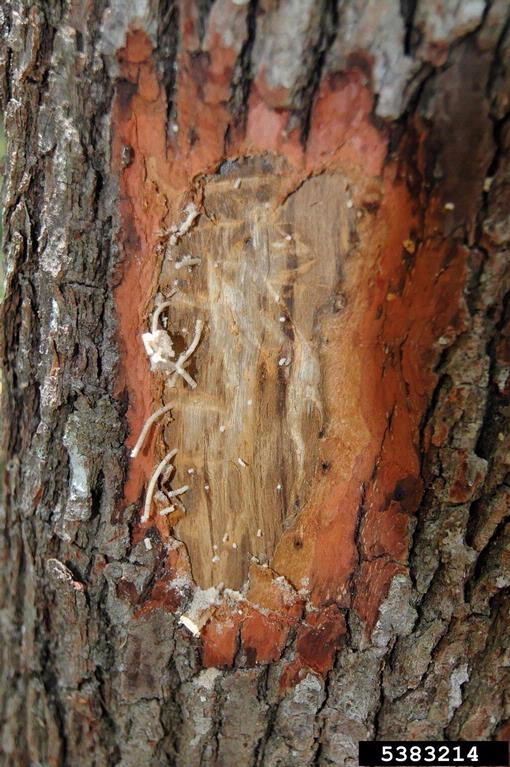 ambrosia borer beetle activity infestation on tree