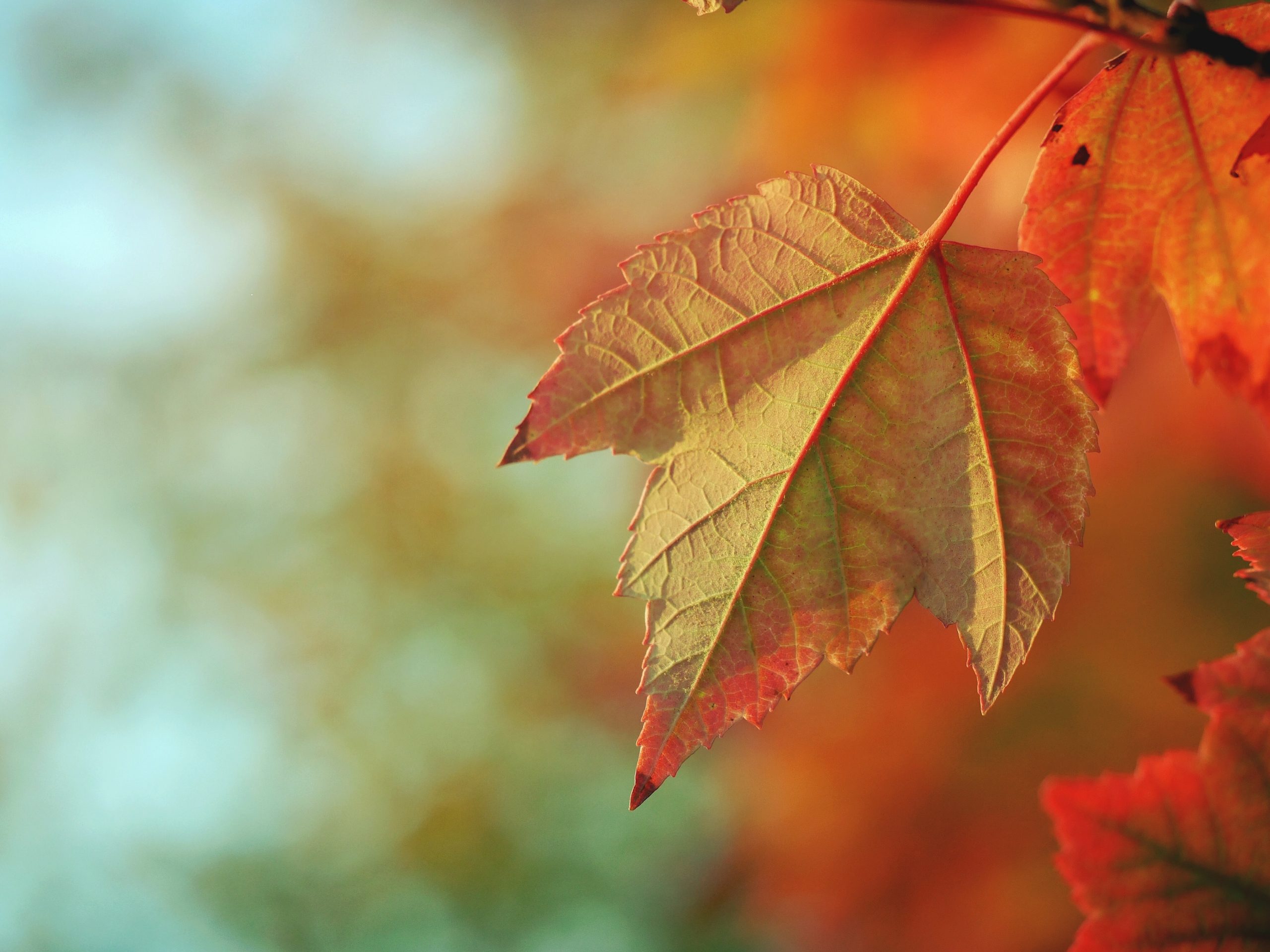Orange yellow fall foliage from fall trees