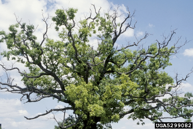 branch dieback is a symptom of an unfavorable environment