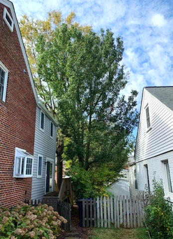 Big Pear Tree encroaching into neighbor's yard and dealing with construction stressor, would benefit from tree growth regulators