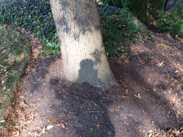 tree growth regulator application: step three