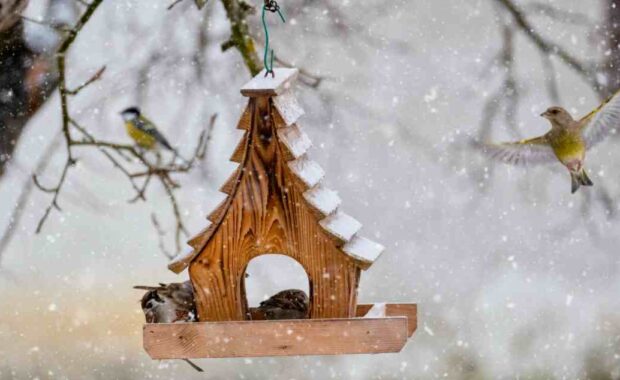 birdhouse in tree