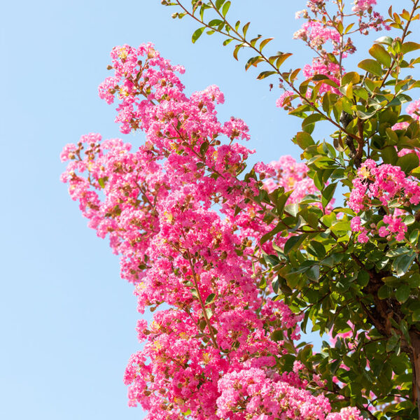 Crepe Myrtle Care The 1 Thing You Should Know About Trimming