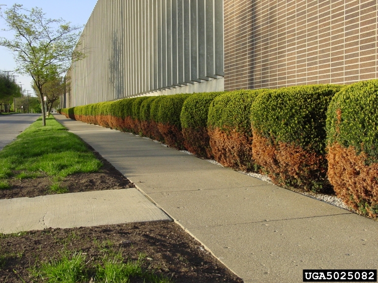 Shrubs affected by salt damage