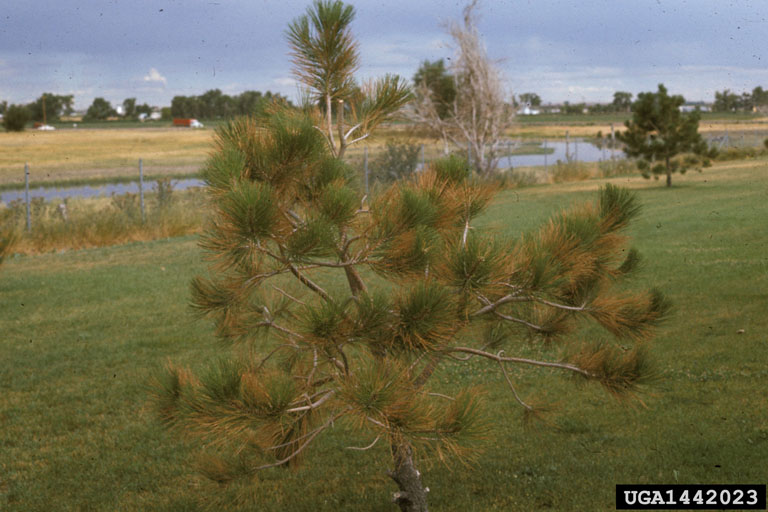 Tree with salt damage