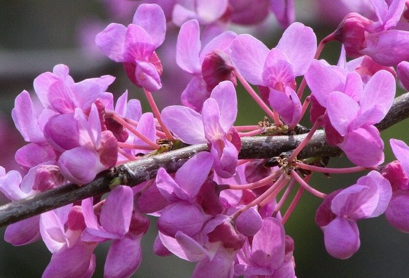redbud blossoms on tree that symbolize love through heart shaped leaves