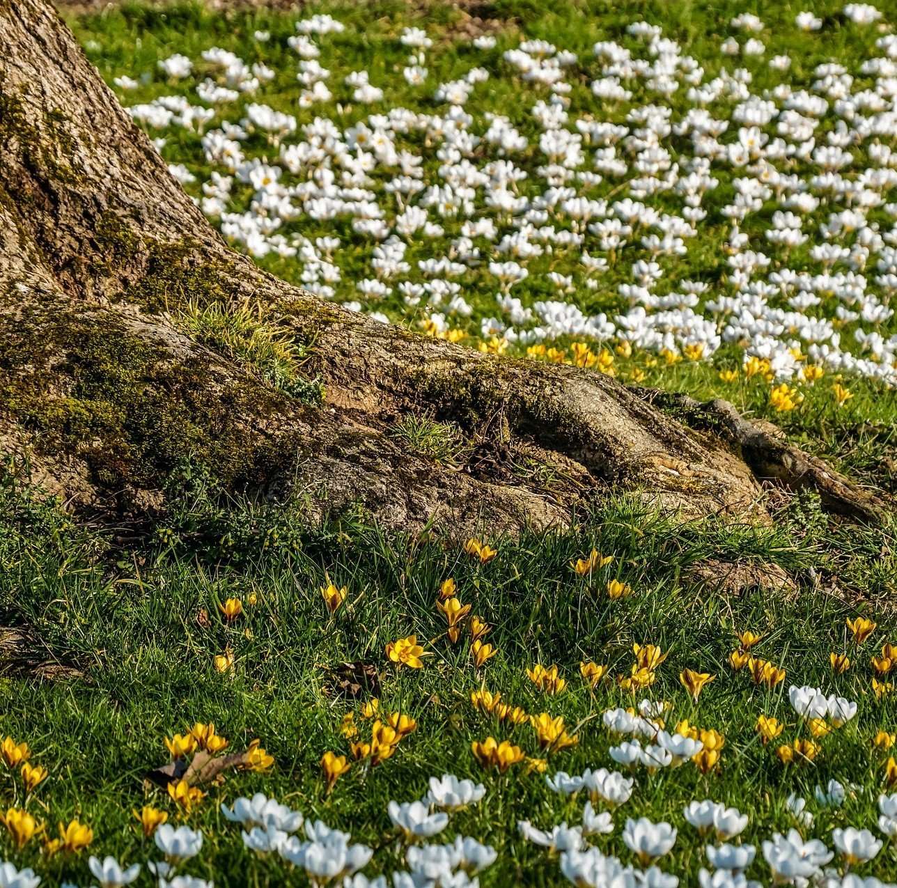 Landscaping Around Trees The Dos & Donts