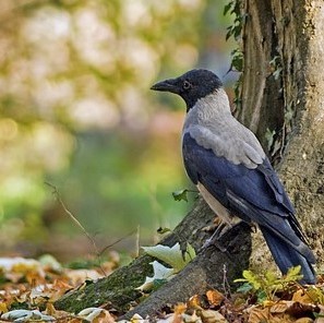 bird on tree roots; how to mulch a tree