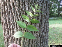 trees not growing leaves in spring 1