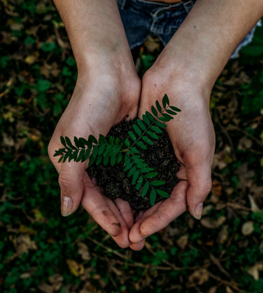 tree sapling in hand, make sure to know how to water trees properly as they grow