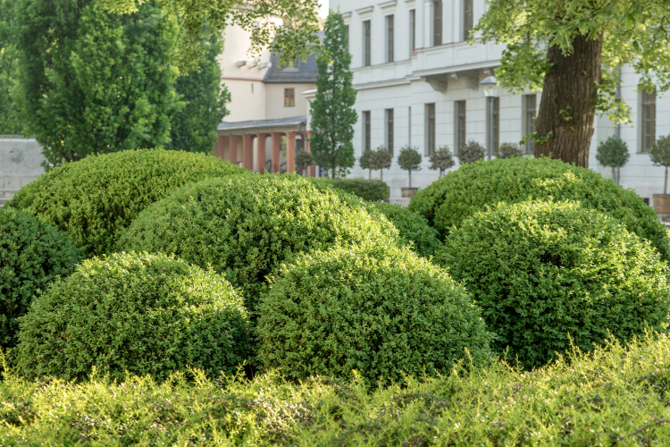 Vibrant greens tops of round boxwood cluster