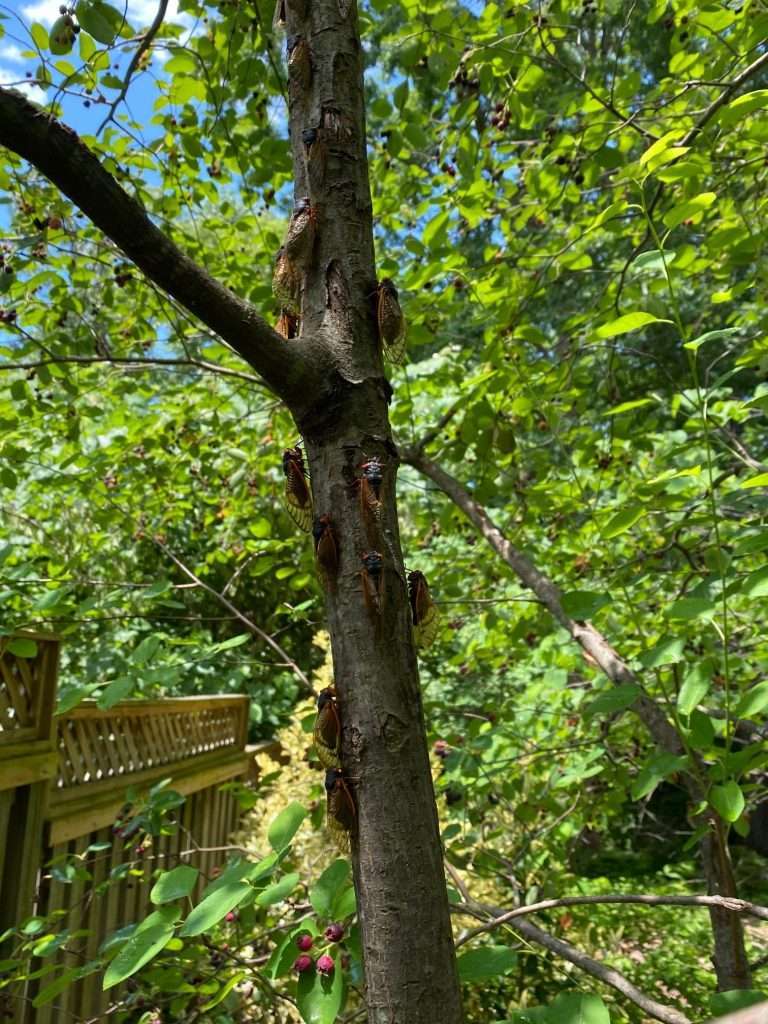 Cicadas on tree