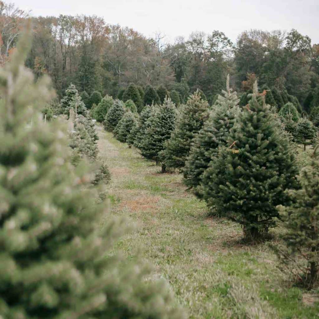 christmas trees