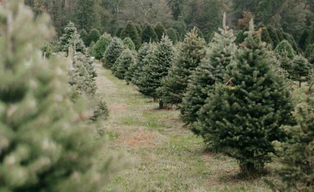 christmas trees