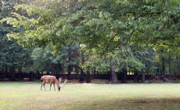 deer protection