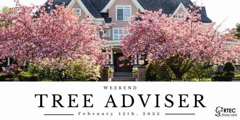 tree adviser