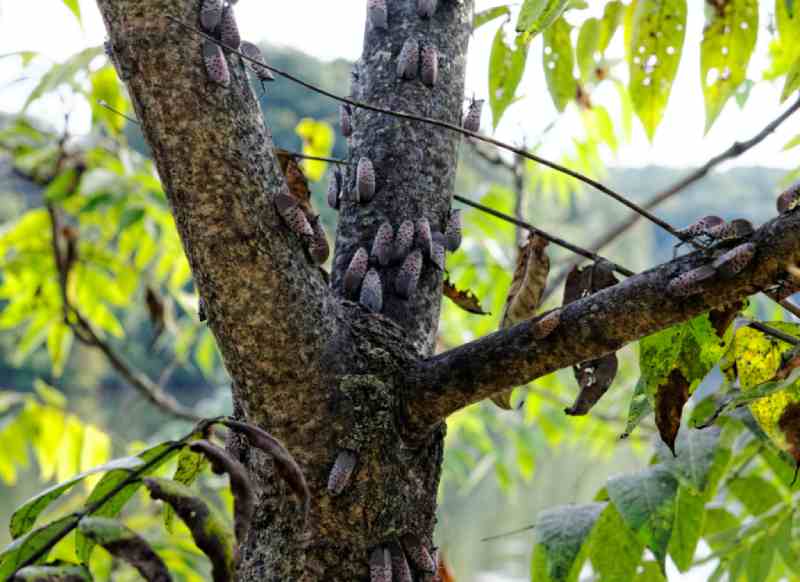 spotted lanterfly tree