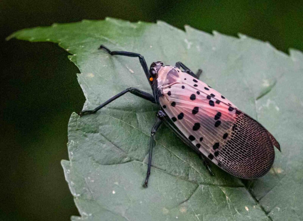 spotted lanternfly