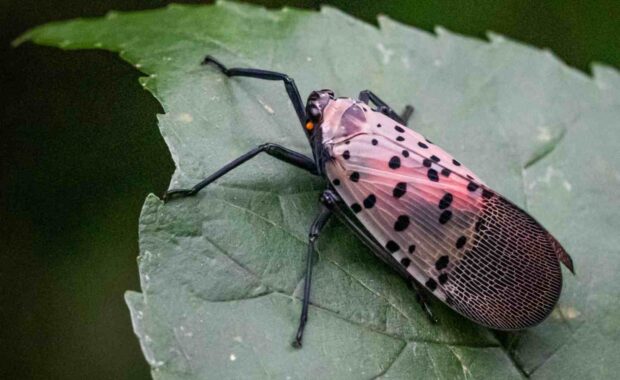 spotted lanternfly